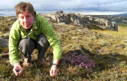 Miri bei der Heidelbeer-Ernte in der Abendsonne von Fellabær, Ost-Island