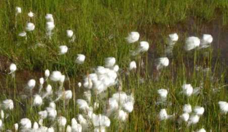 Immer wieder am Straßenrand auf Island: schmalblättriges Wollgras (Eriophorum angustifolium)