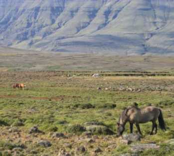 Pferde im Lava-Feld, Island