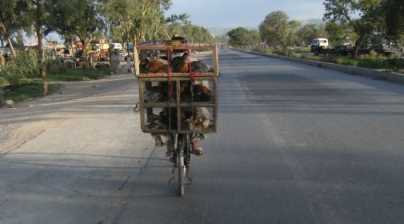Rawalpindi am frühen Morgen: Hühnertransport mit dem Fahrrad auf der Grand Trunk Road, Pakistan