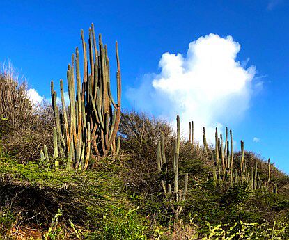 Kakteen am Straßenrand auf Curacao