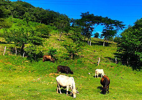 Kühe grasen auf Wiese an der Fernstraße CA-3