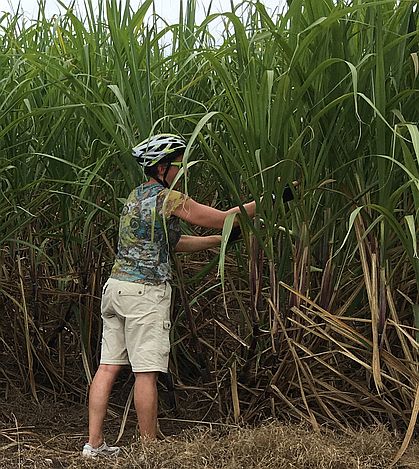 Sugar Cane