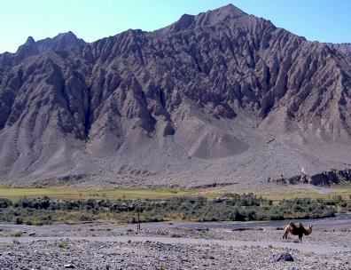 Kamel in den Bergen von Xinjiang