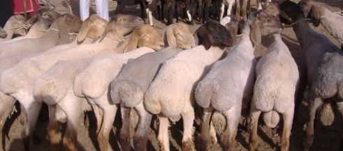 Tiere, Sonntagsmarkt in Kashgar
