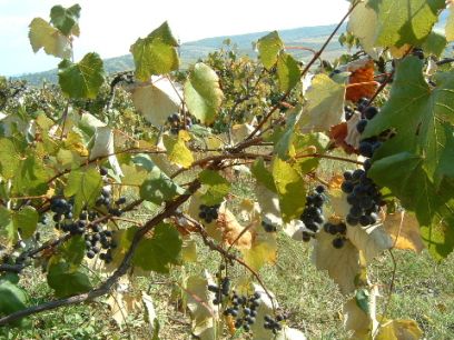 Delikatesse: Moldauischer Wein