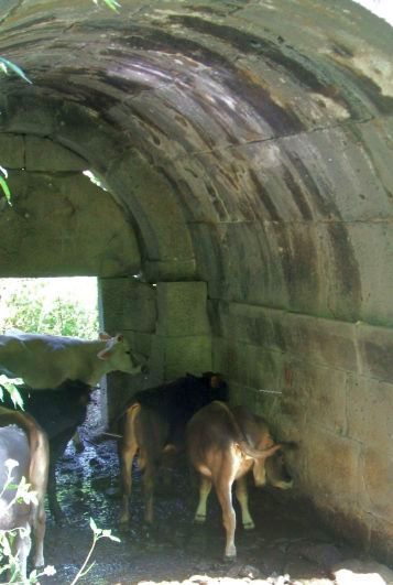 Kühe suchen Schutz vor der Hitze in einem alten Klostergebäude, Kloster Kobair (Kobayr; 10.-13. Jh.) beim Dorf Kober (Khober), Armenien