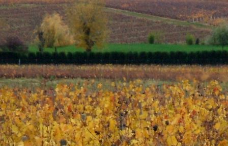 Herbst im Beaujolais beim Col de Brouilly