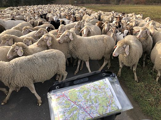 Schafe und Lenkertasche