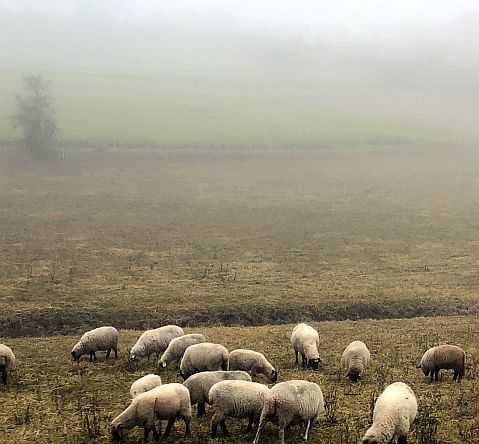 Schafe bei Pettstadt