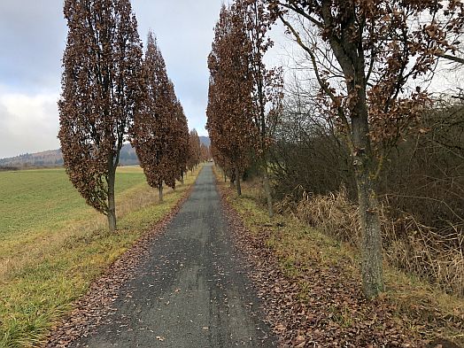 Allee zu Kloster Banz