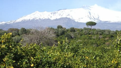 Schnee-bedeckter Ätna mit Rauchfahne vor Zitrusbäumen, Sizilien, Italien