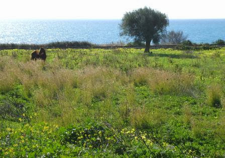Pferd und Olivenbaum am Ufer des Ionischen Meeres bei Bovalino Marina, Kalabrien, Italien