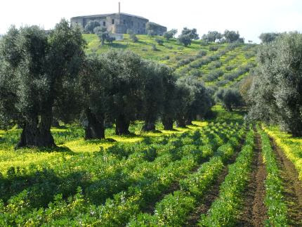 Oliven-Plantage in Kalabrien, Süd-Italien