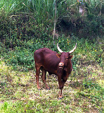 Uganda: Rind