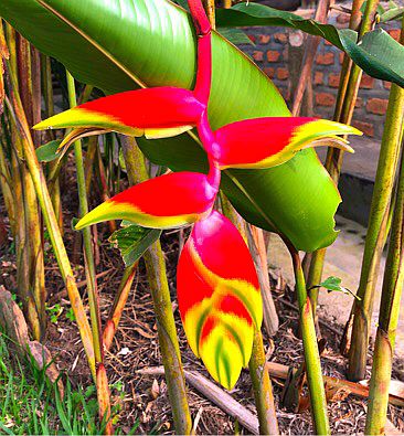 Trek Savannah Hotel Ntungamo: Flower: Hummerschere (Heliconia rostrata) - auch: Falsche Paradiesvogelblumen