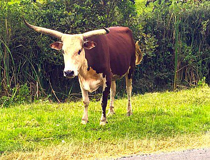 Ankole-Rind
