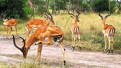 Lake Mburo National Park: Antilopes
