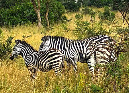 Lake Mburo National Park: Zebras