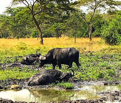 Lake Mburo National Park: Bufallo