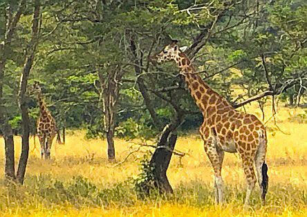 Lake Mburo National Park: Giraffes