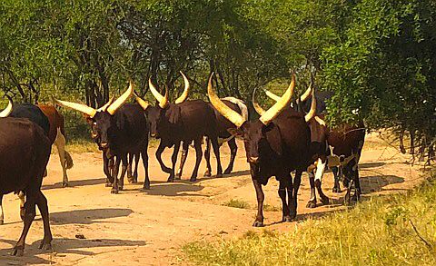 Ankole-Rinder am Rande des Lake Mburo Nationalparks