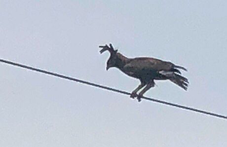 Uganda: bird