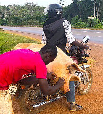 Uganda: Lebendiges Schwein auf Motorrad-Gepäckträger nach Umfaller
