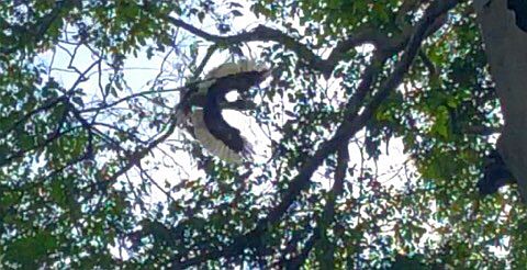 Mpanga Forest: bird
