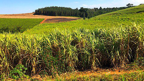 Zuckerrohrplantage östlich von Kampala