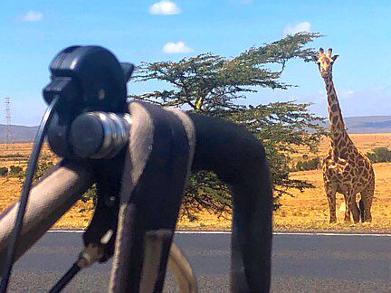 Giraffe am Straßenrand; beim des Longonot Nationalpark