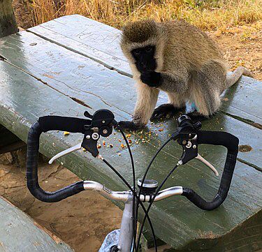 Hell's Gate Nationalpark: Baboon eating cake at folding bike