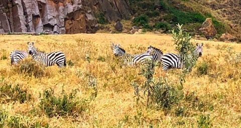 Hell's Gate Nationalpark: Zebras