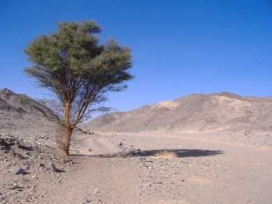 Einsamer Baum in Sahara-Wüste, Sudan