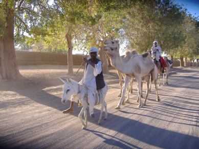 Esel, Kamele, Sudanesen auf der Soft-Sand-Strecke, Sudan