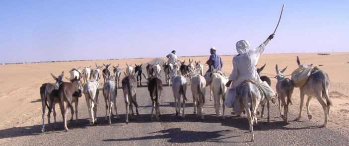 Esel-Parade auf Landstraße, Sudan