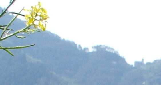 Blüten und die Kirche von San Bernardino, Cinque Terre