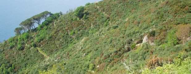 Vegetation bei Vernazza, Cinque Terre