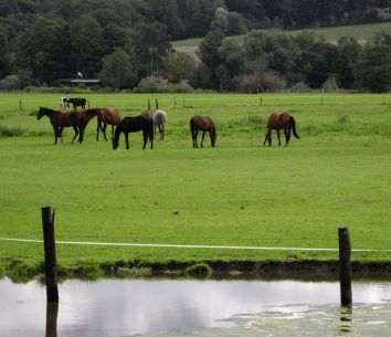 Ruhr-Romantik mit Pferden bei Witten; Foto: Gudrun Klessinger