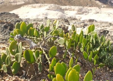Foto Special: Oman - Wadi & Wüste